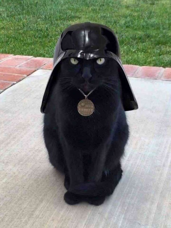 darth feline.jpg