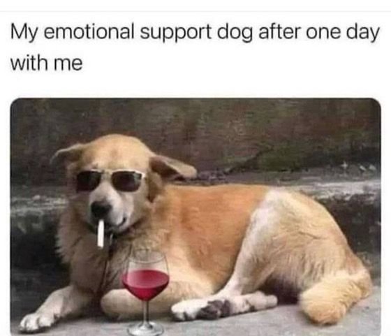 emotional_support_dog.jpg