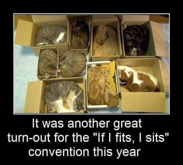 cats box.png