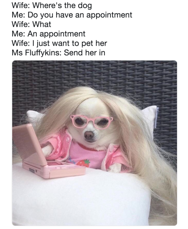 dog-appointment-meme-1546529706.png