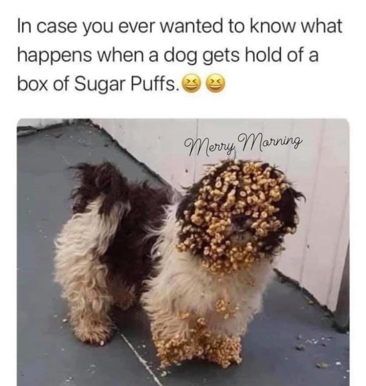 dog puffs.jpg