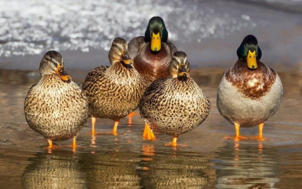 duck Mallard-Ducks-1024x640.jpg