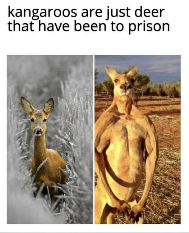 humoranimalkangarooprison.thumb.jpg.f379ff7e57978b4b11c8ddbac61a5c26.jpg