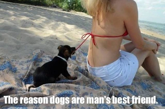 the-reason-dogs-are-man_s-best-friend-funny-dog-memes.webp