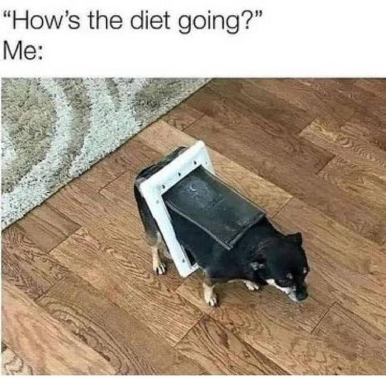 Dog Diet.jpg