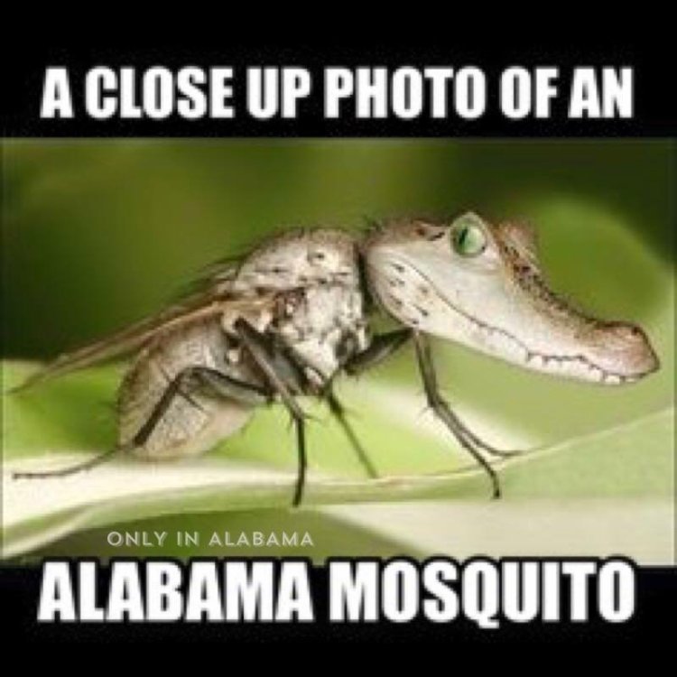 alabama mosquito.jpg