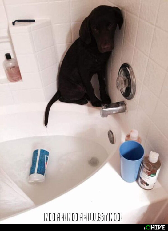 dog bath.png