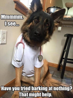 dog doctor.png