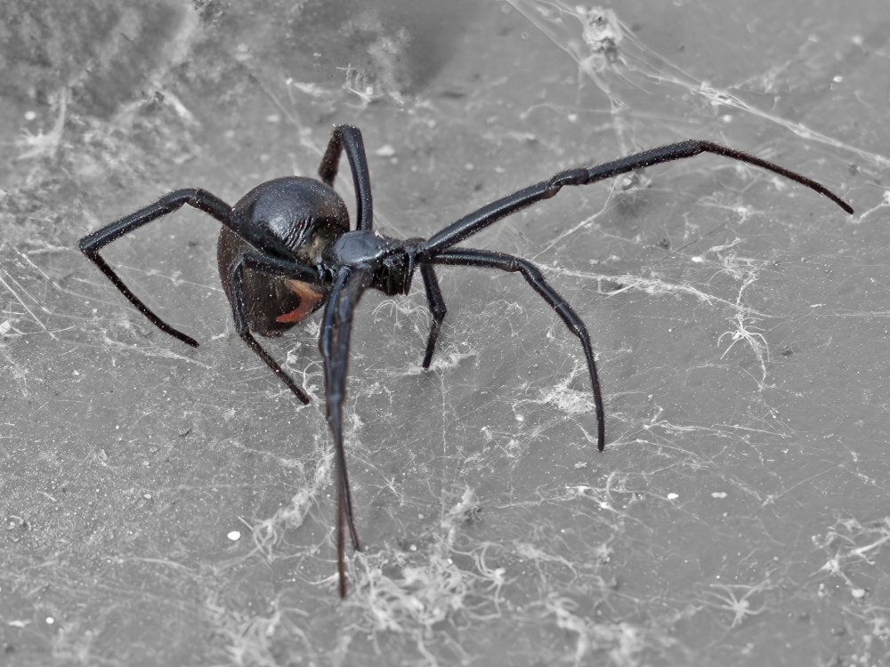 20231027_5948-BlackWidowSpider.thumb.jpg.903a73ec17101c50d11f175207452005.jpg