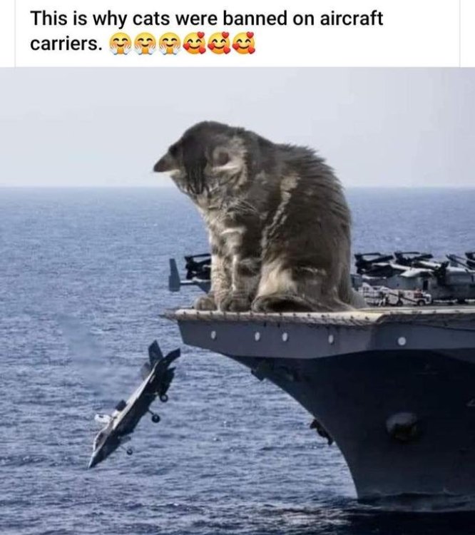 cats carrier.jpg