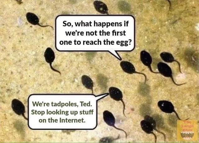 humor tadpoles.jpg