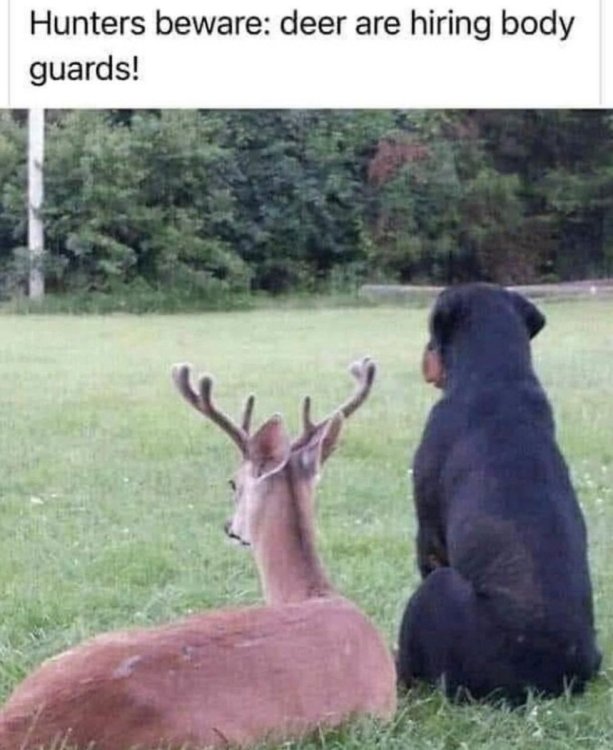 meme deer-body-guards.jpg