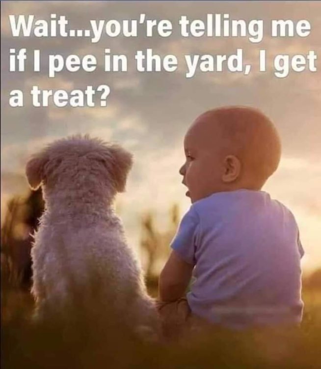 pee in the yard.jpg
