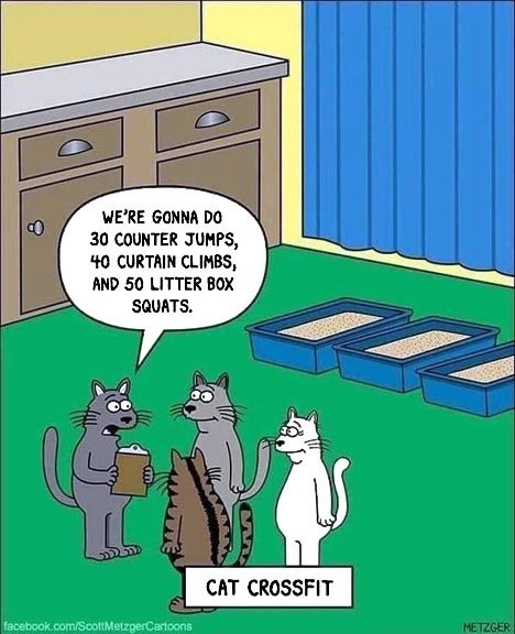 cartoon cat exercise.jpg