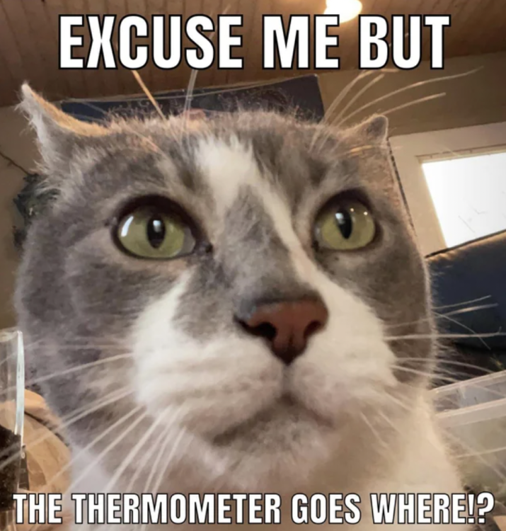 cat thermometer.png