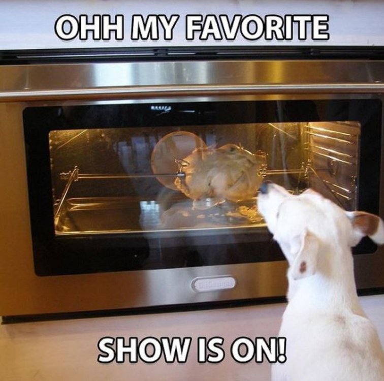 dog favorite-show.jpg