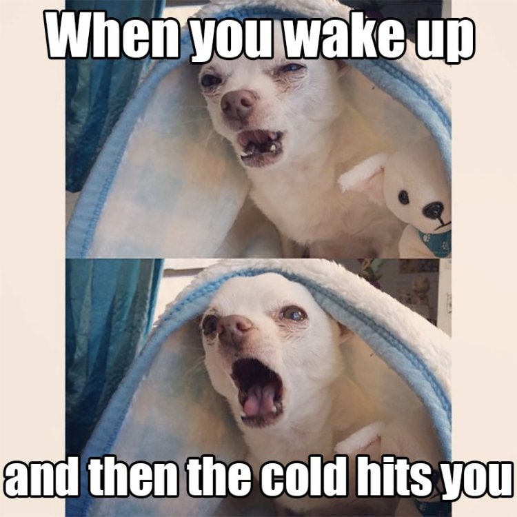 dogs-winter-memes-7.jpg
