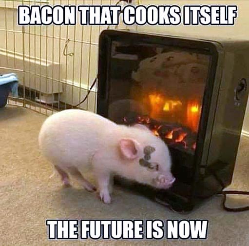 humor bacon cook.jpg