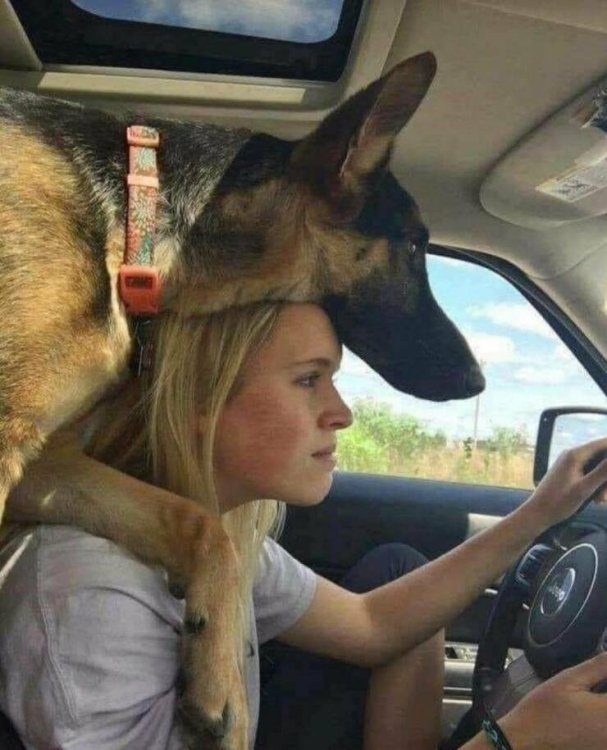 photo GSD-dog-driving.jpg