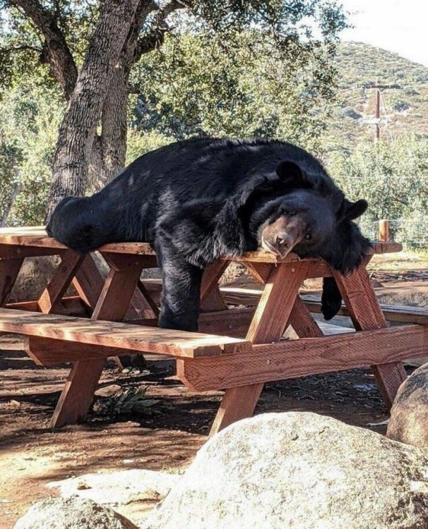 photo sleeping-bear.jpg
