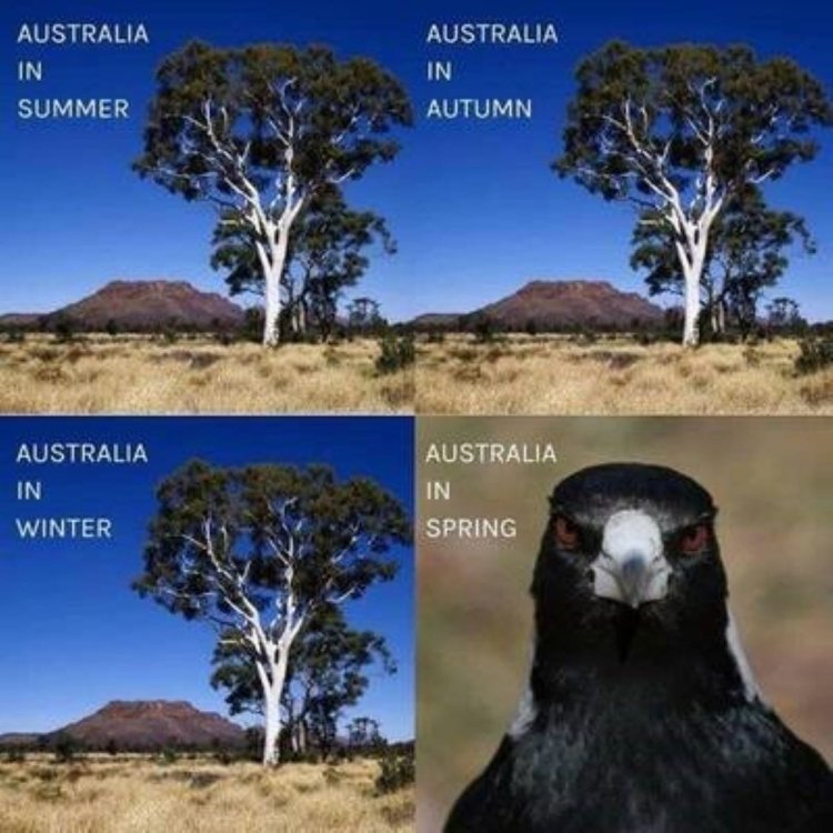 Best-Australian-Memes-132-1-1.jpg