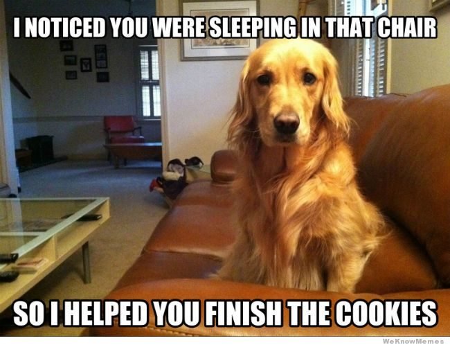Funny-Pet-Meme-I-Noticed-You-Were-Sleeping-In-That-Chair-Picture.jpg