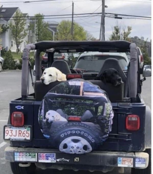 dog Jeep.png