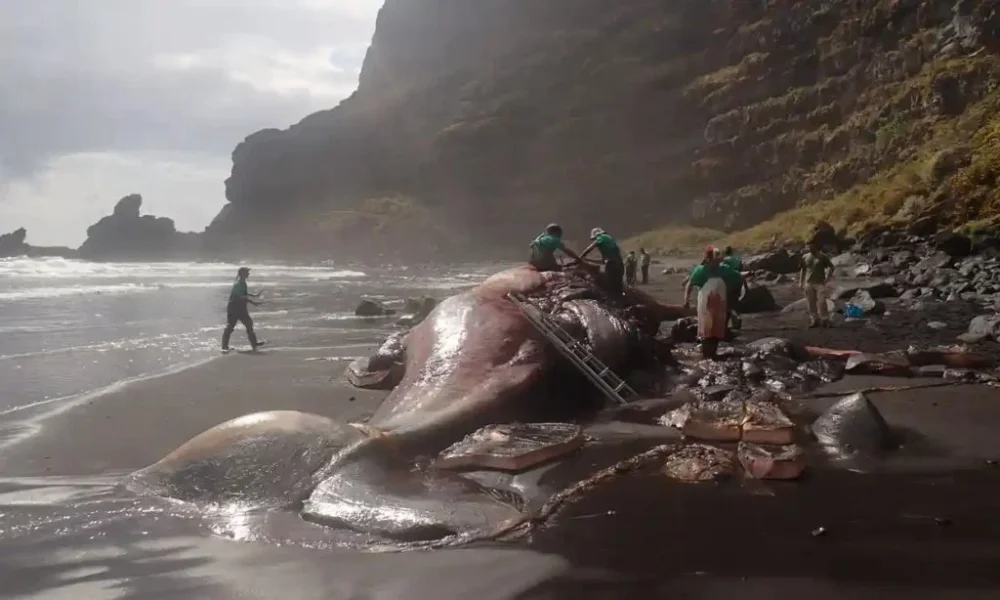 floating-gold-found-in-dead-whale-credit-universidad-de-las-palmas-de-gran-canaria-1024x614.thumb.webp.b749dcf6deebdd5c2d1ec2a07af9cecb.webp