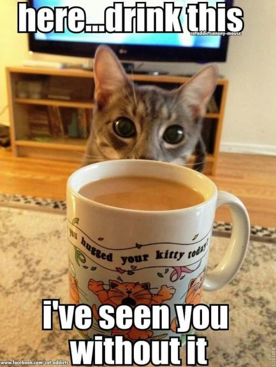 Cat and Coffee.jpg