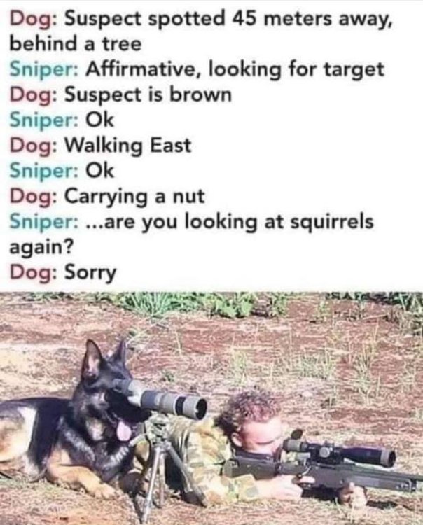 humor sniper dog.jpg