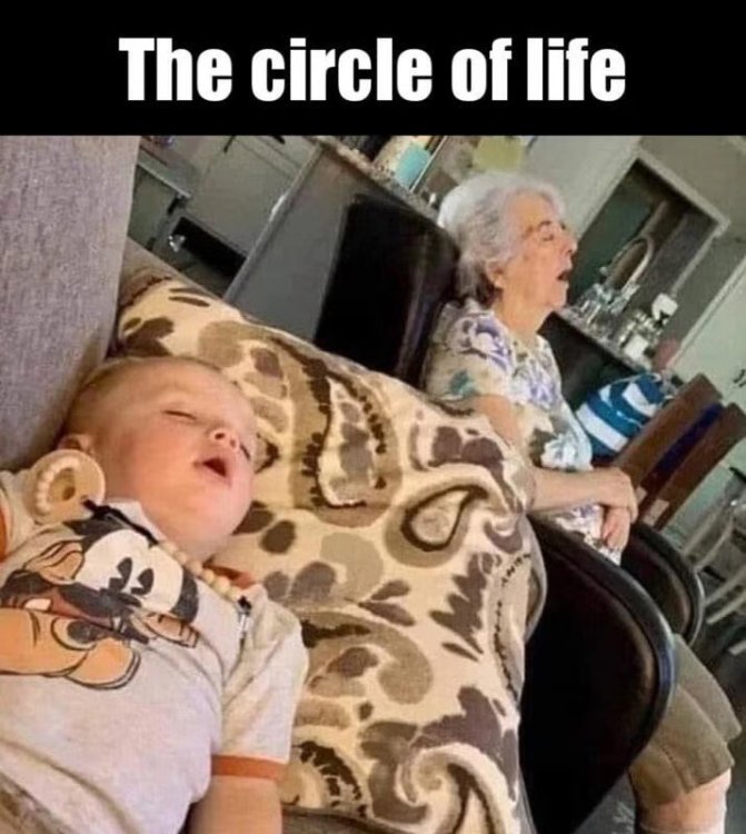 meme circle of life.jpg