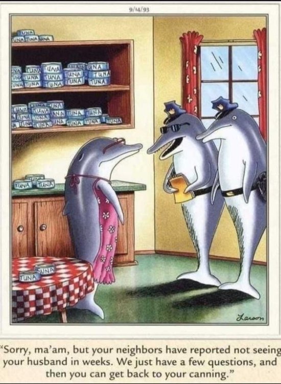cartoon dolphin tuna.jpg