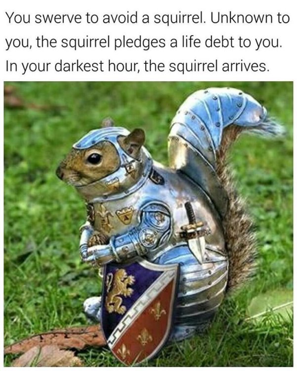 humor squirrel.jpg