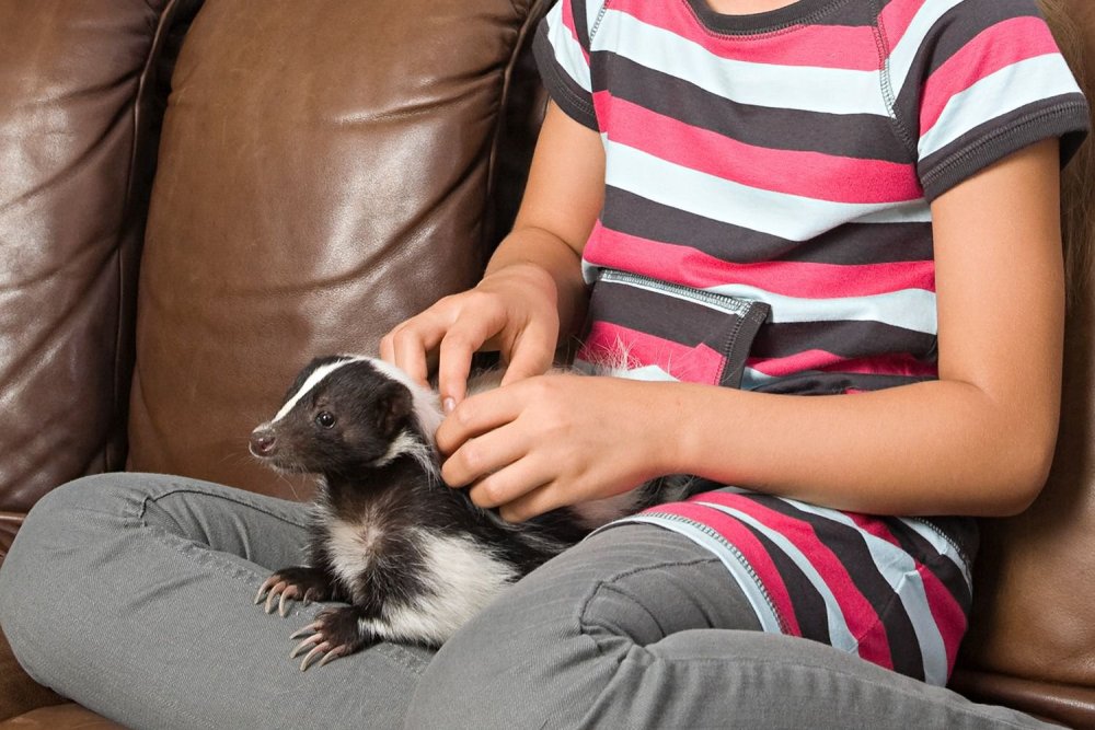 pet-skunk-5a1b7472b39d0300396c3fd5.jpg