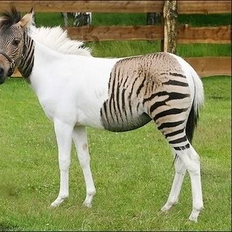 Zebra-horse.jpg.d34ada7da41e417238b0cb350620b530.jpg