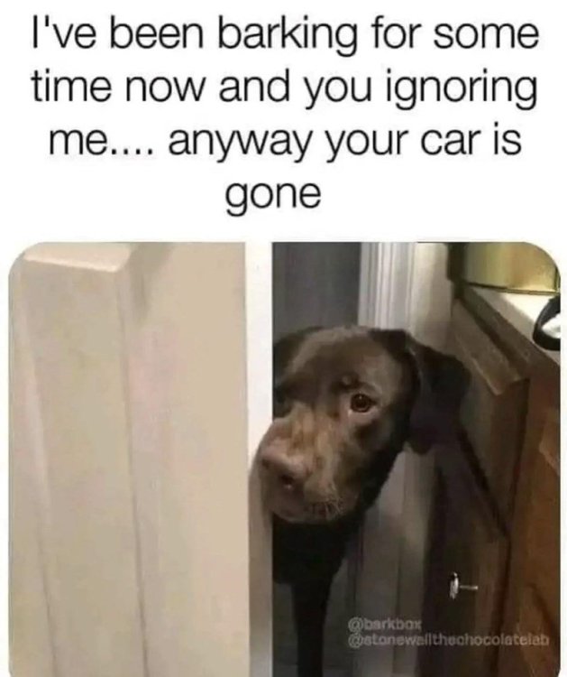 been-barking-some-time-now-and-ignoring-anyway-car-is-gone-barkbox-stonewallthechocolatelab.jpg