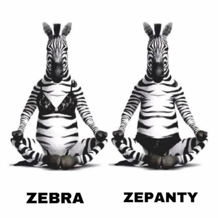 cartoon zebra.jpg