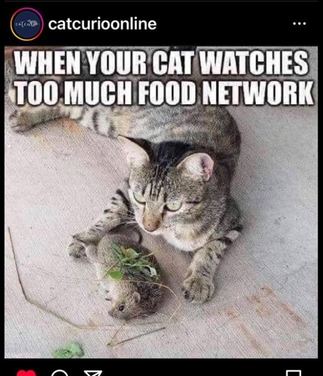cat-food-network.jpg