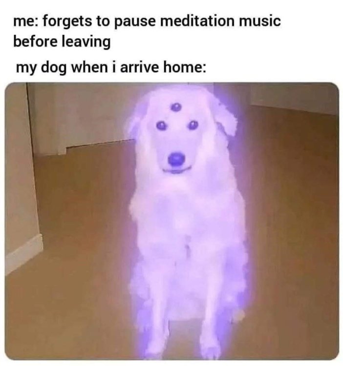 dog-forgets-pause-meditation-music-before-leaving-my-dog-arrive-home.jpg