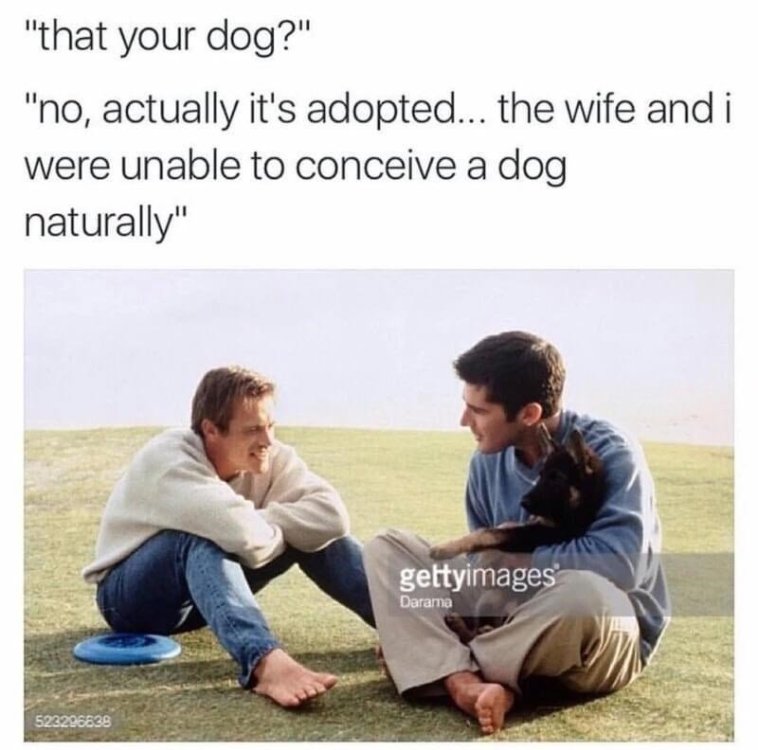 dog-no-actually-s-adopted-wife-and-were-unable-conceive-dog-naturally-523296638-gettyimages-darama.jpg