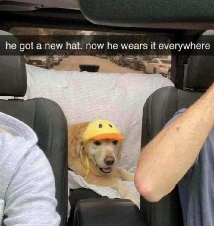 dog new-hat.jpg