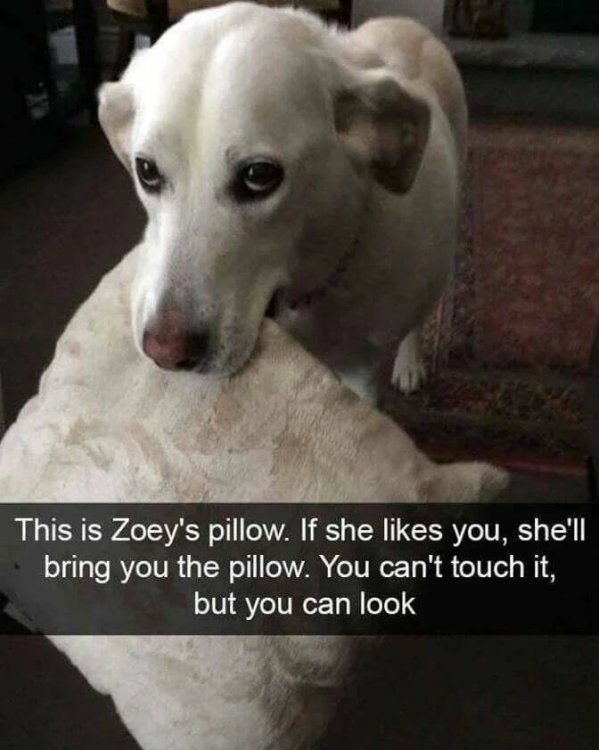 dogs pillow.jpg