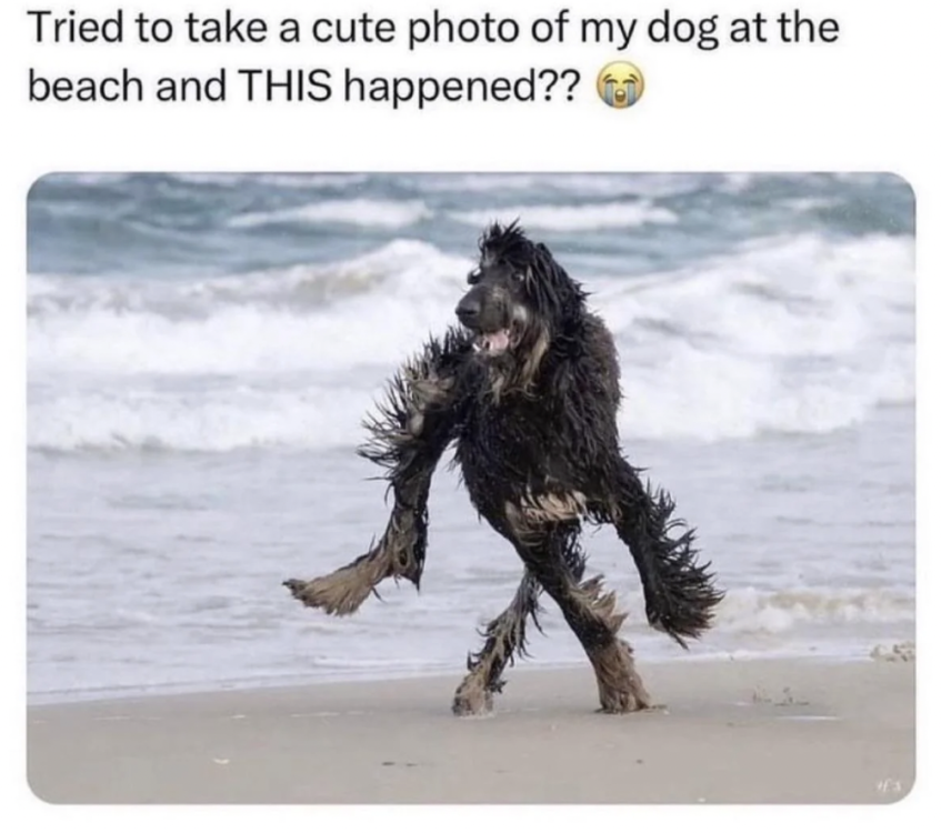dog-at-beach.png