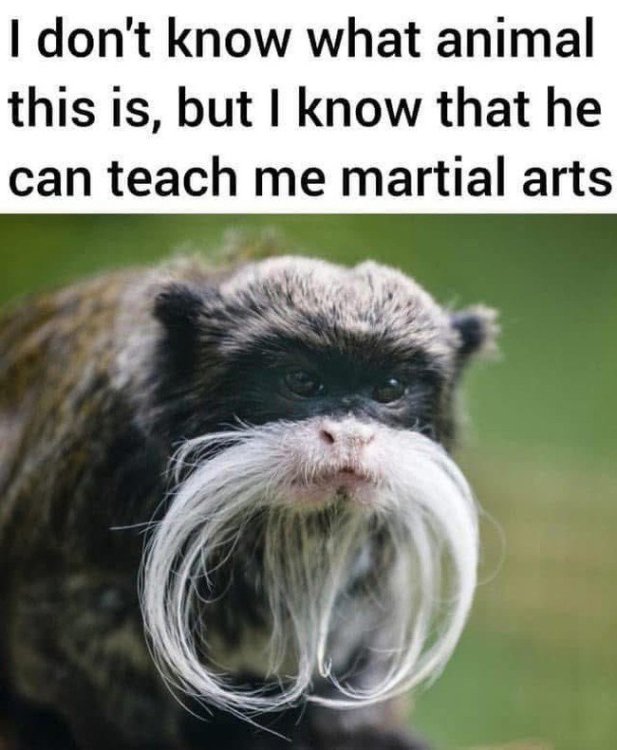 monkey sensei.jpg