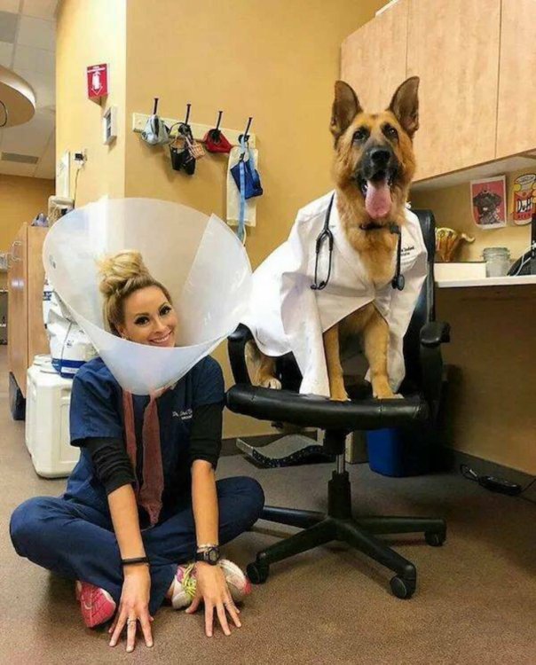 vet-dog.jpg