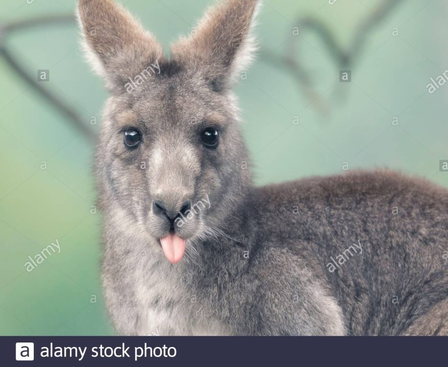 Kangaroo.jpg
