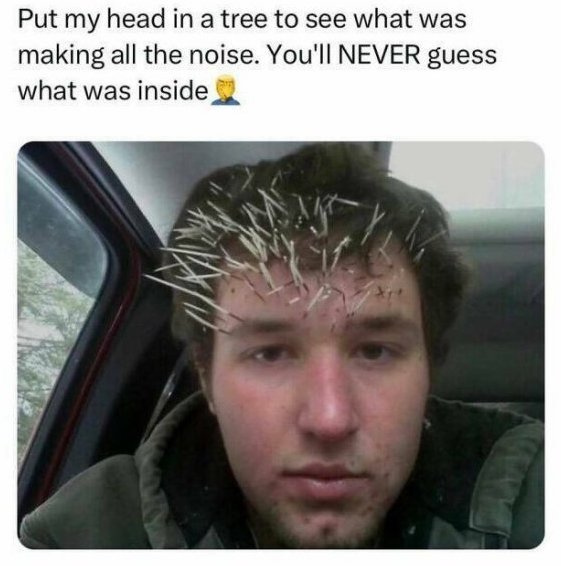 porcupine-face.jpg.cda851212ddbf4e74ffb384bbf08ba14.jpg