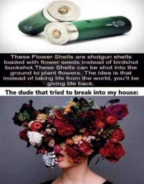 shells.jpg.580b1e063a35ba75b143fb074f9a15bb.jpg
