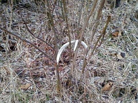 Antlerinabush.jpeg.306a7288309b55c78d7aef88607ef317.jpeg
