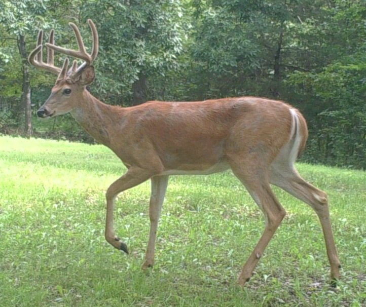 Buckvelvet4620.JPG.bf1041f76368ff6ee16c2d57e1df5485.JPG